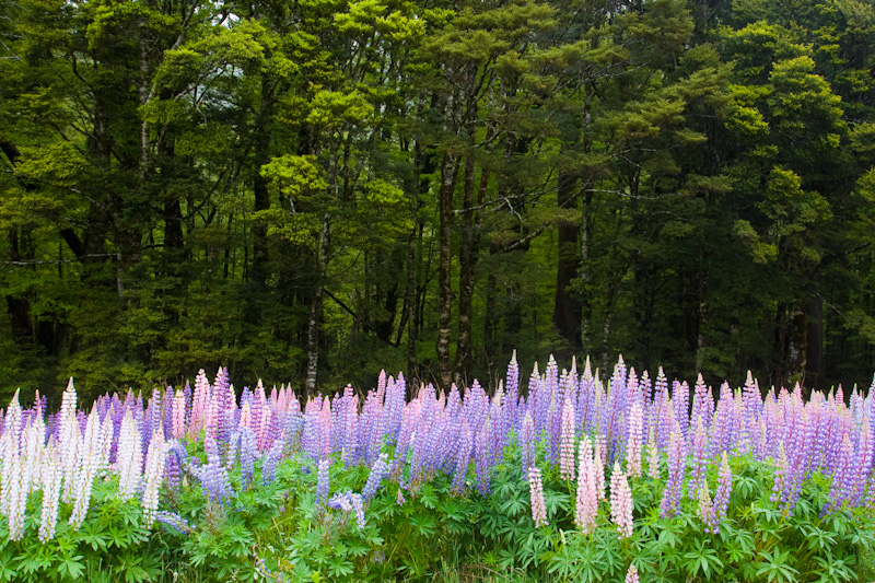 Lupines At Forest Edge